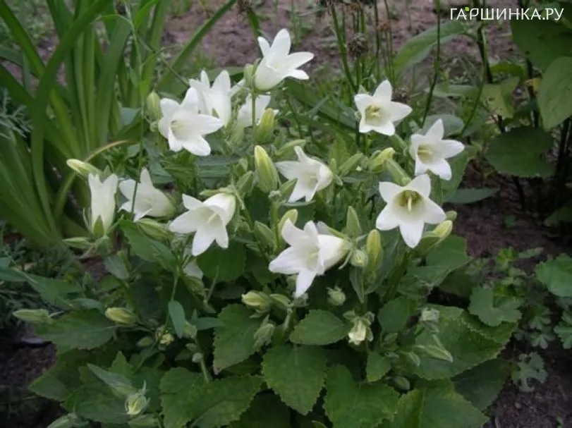 Колокольчик бледноохряный Мевр. ван Воленхове
