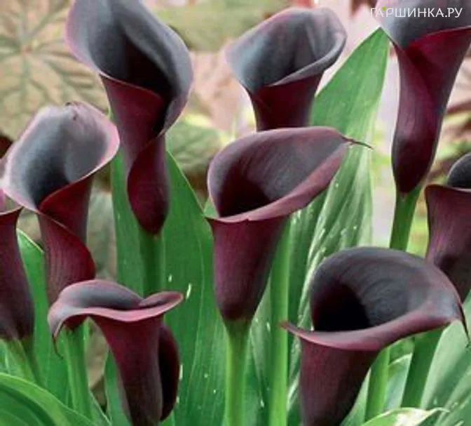 Калла Одесса