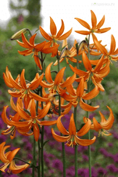 Лилия Оранж Мармелад кудреватая 1шт