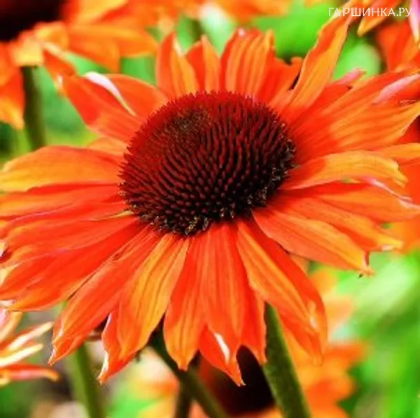 Эхинацея пурпурная Оранж Пэшн