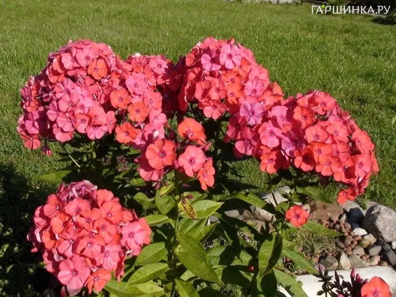 Флокс Оранж Перфекшион метельчатый