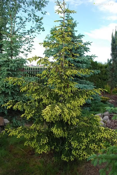 Ель восточная Ауреоспиката