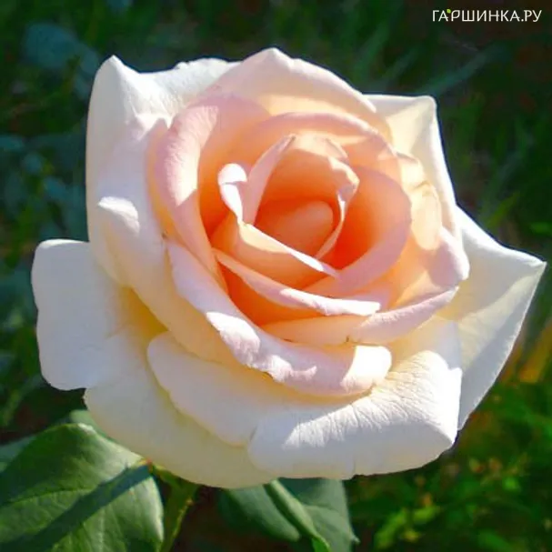 Роза Осиана чайно-гибридная, Тантау (лиц)