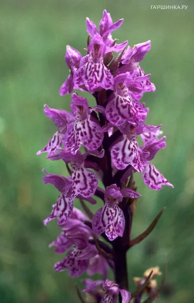 Пальчатокоренник Пятнистый