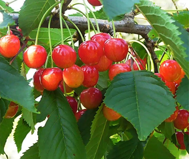 Черешня Память Астахова