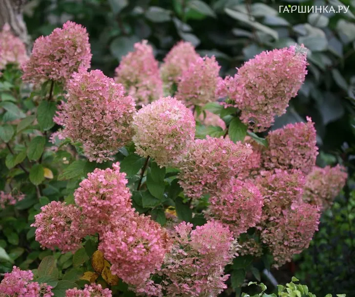 Гортензия Бобо метельчатая