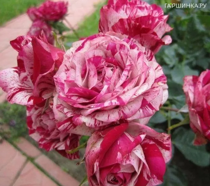 Роза Папагено флорибунда, Топалович (лиц)