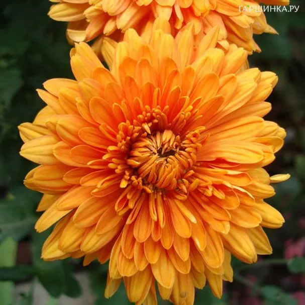 Хризантема Пэйтон Глоу