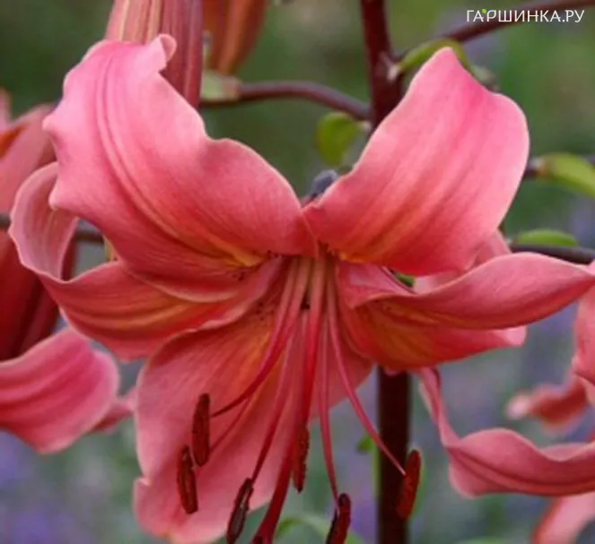 Лилия Перл Джессика /2шт