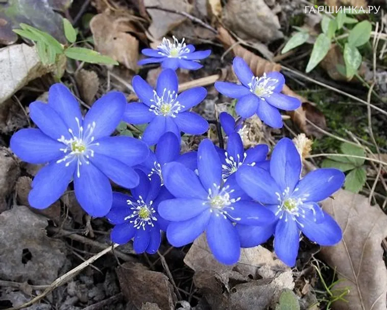 Печеночница благородная