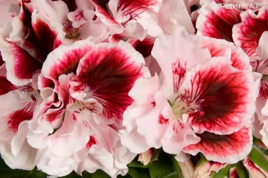 Пеларгония королевская Элеганс Тони