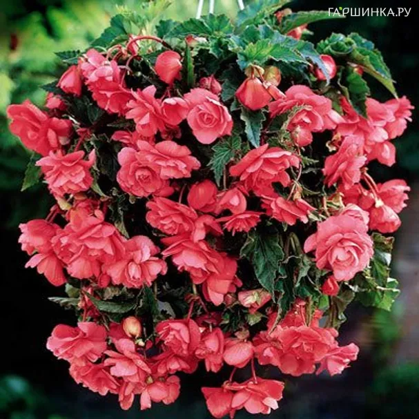 Бегония Пендула Пинк