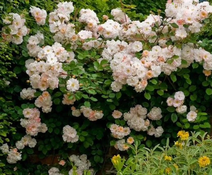 Роза Пенелопа мускусная, Ленс (лиц)