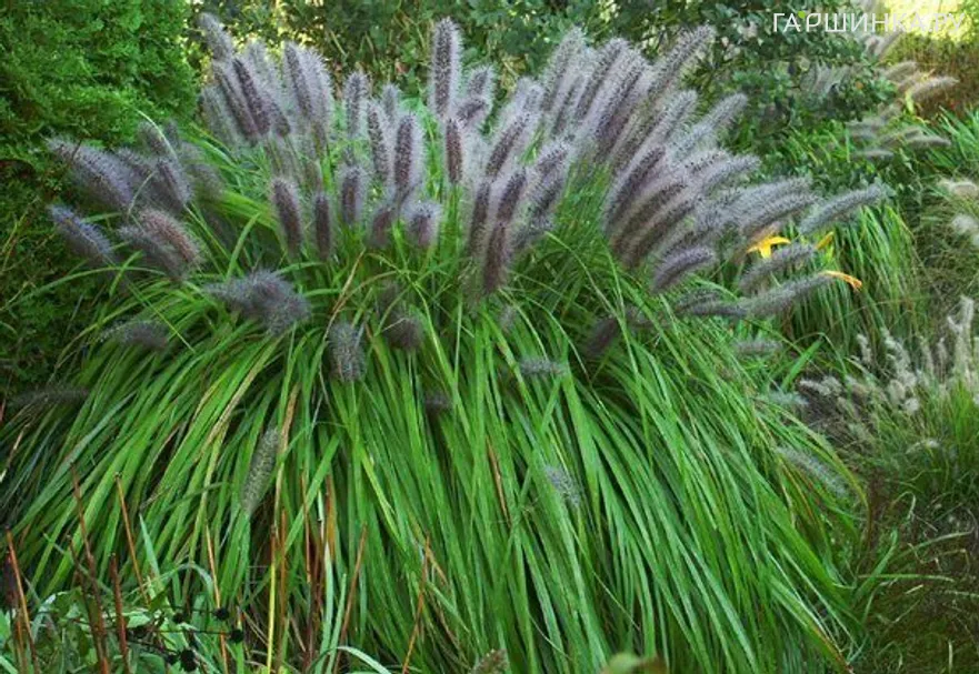 Пеннисетум лисохвостный