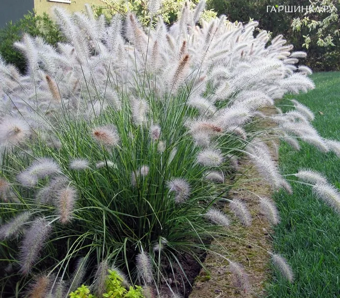 Пеннисетум Хамельн