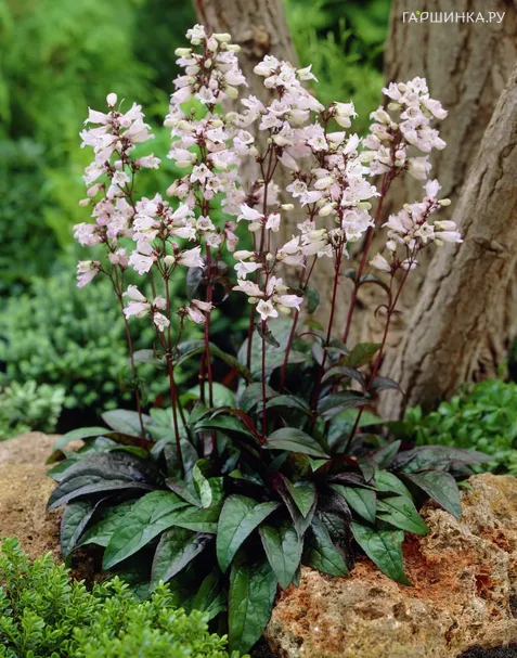 Пенстемон Хаскер Ред