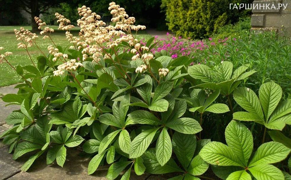 Роджерсия перистая