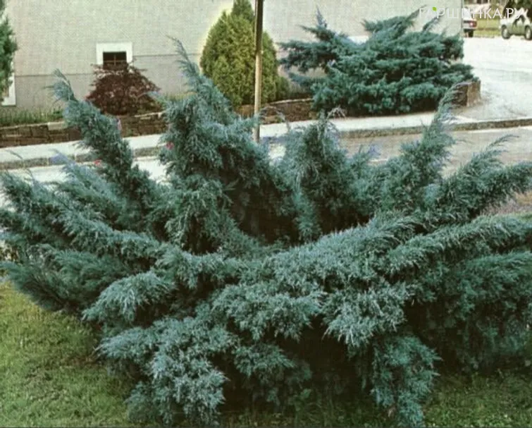 Можжевельник средний Пфитцериана Глаука голубой