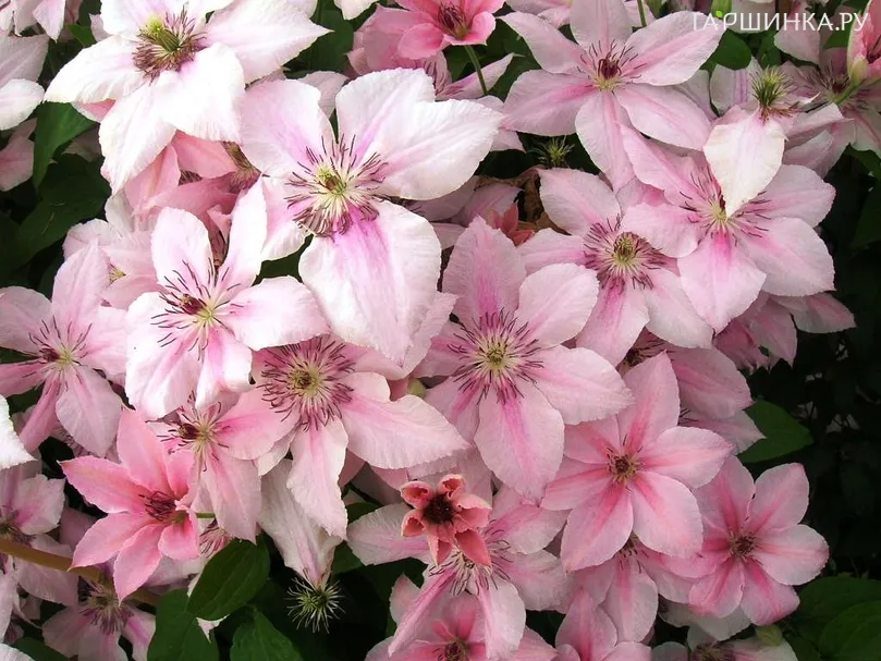 Клематис Пинк Фэнтези крупноцветковый (3)