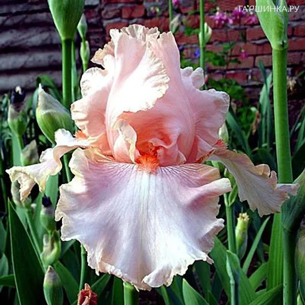 Ирис бородатый Пинк Таффете