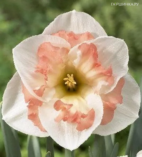 Нарцисс Пинк Вондер гофрир.коронка 5шт.