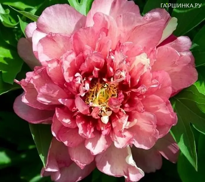 Пион Хилари (ИТО)