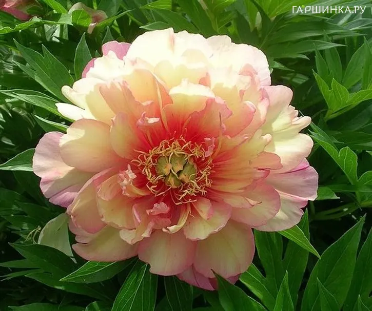 Пион Джулия Роуз (ИТО)