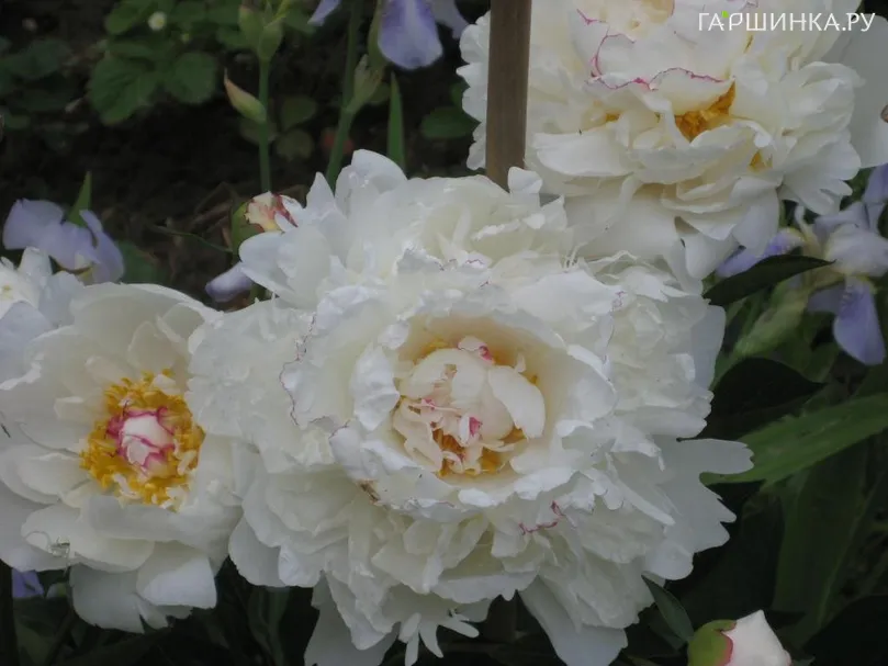 Пион Буль де Неж