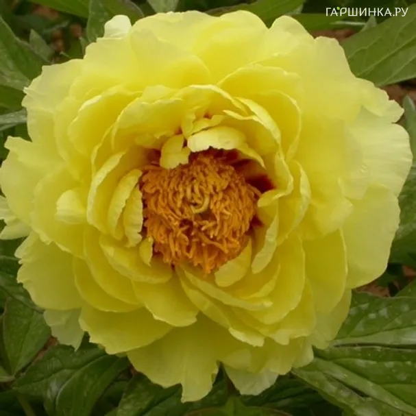 Пион Хай Нун древовидный