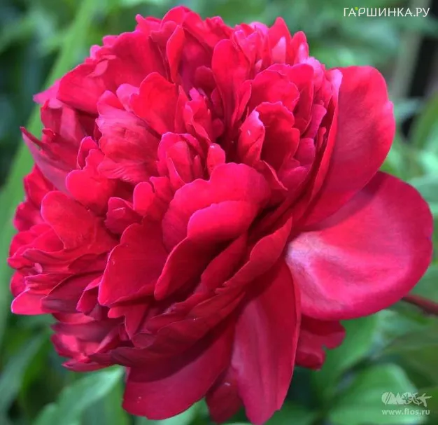 Пион лекарственный Рубра Плена