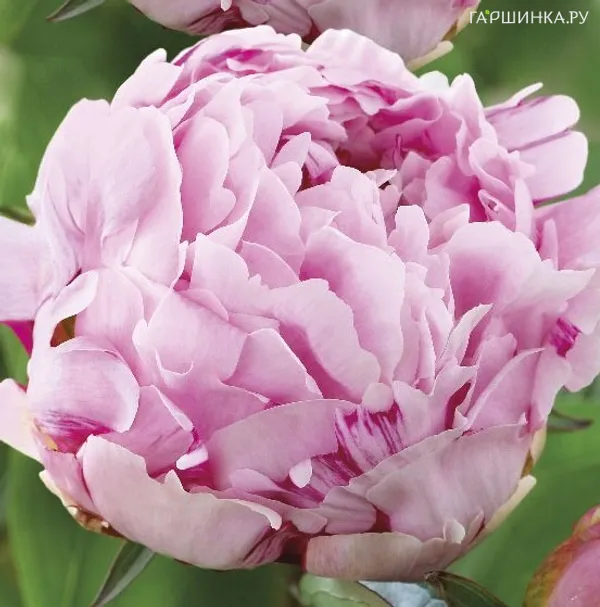 Пион Сюзетт