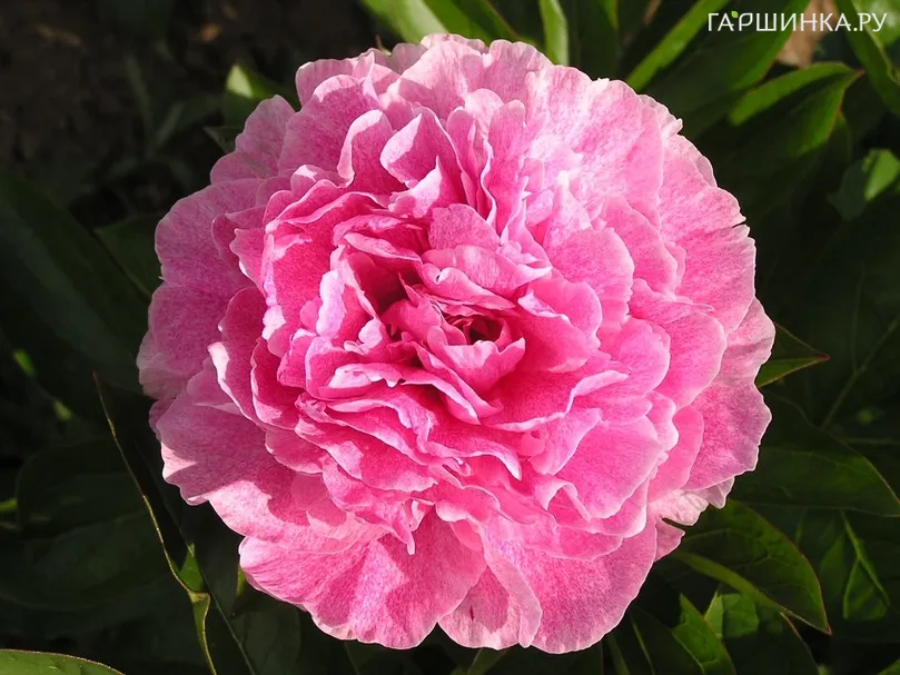 Пион Зе Фаун