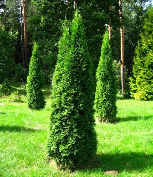 Туя западная Пирамидалис Компакта