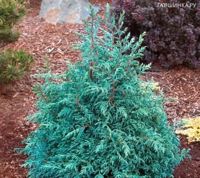 Кипарисовик горохоплодный Бэби Блу