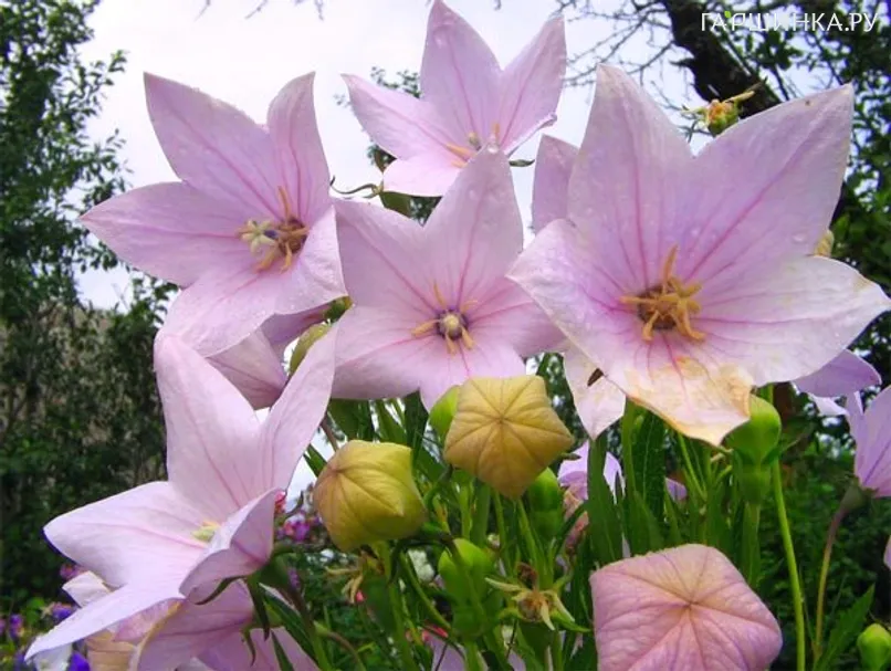 Платикодон Perlmutterschale