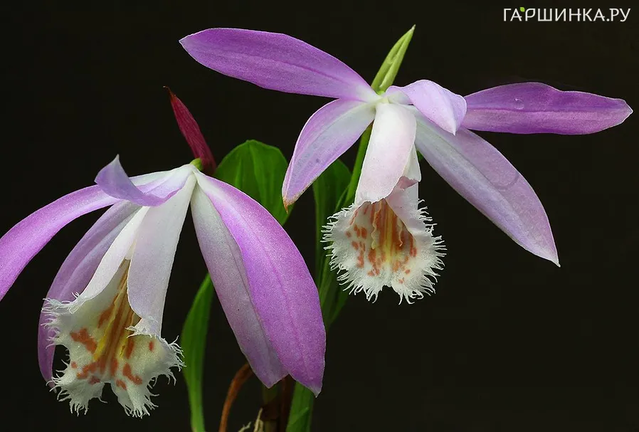 Плейоне Формозана