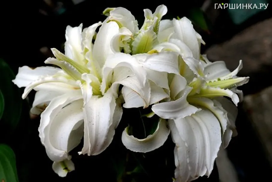 Лилия Полар Стар  восточная махровая