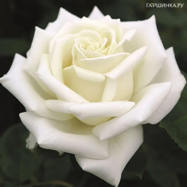 Роза Полар стар чайно-гибридная Imperial Rose