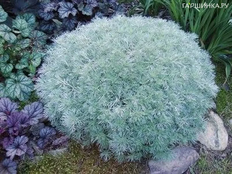 Полынь Шмидта Нана