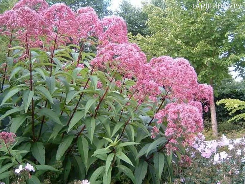 Посконник Атропурпуреум