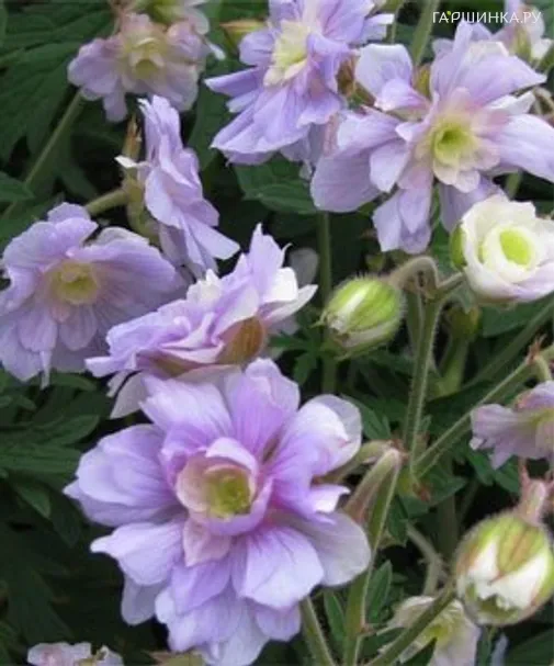 Герань садовая Саммер Скайс