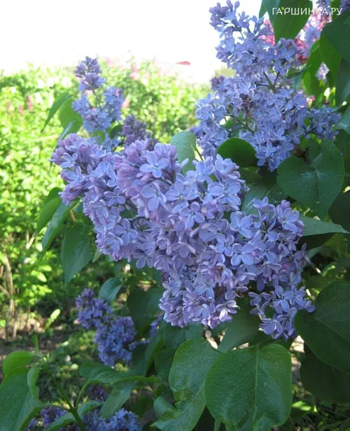 Сирень President Lincoln Р9