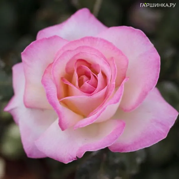 Роза Принцесс де Монако чайно-гибридная, Top Roses