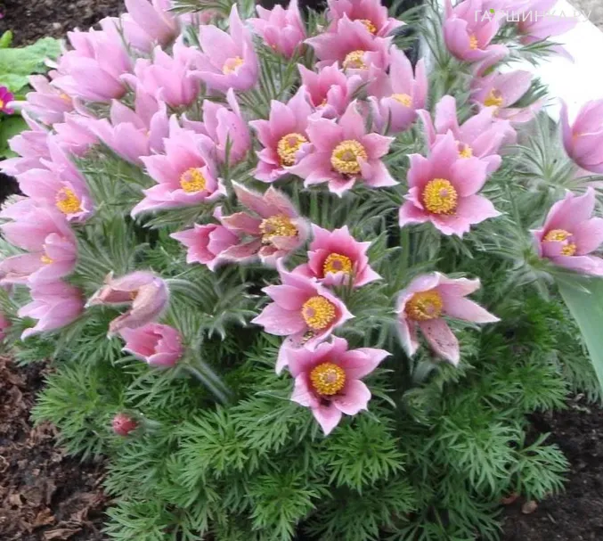 Прострел Розеа