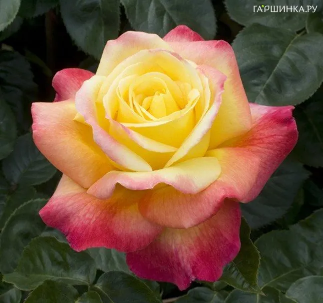 Роза Пульман Ориент Экспресс чайно-гибридная, Топалович (лиц)