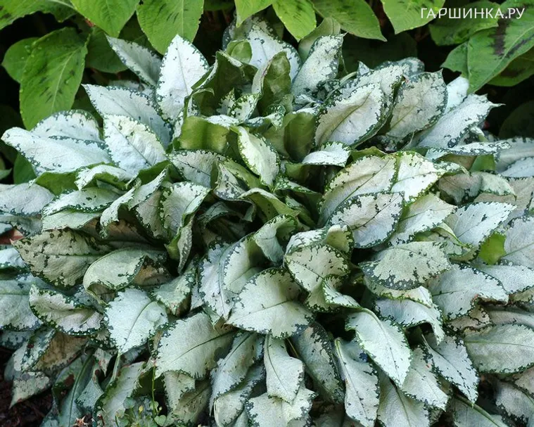 Медуница Moonshine