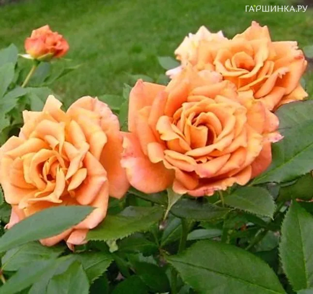 Роза Пампкин Патч флорибунда, Викс (лиц)