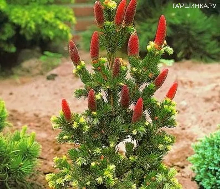 Ель колючая Лаки Страйк