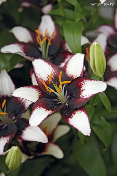 Лилия Пурпл Харт азиатская/2шn