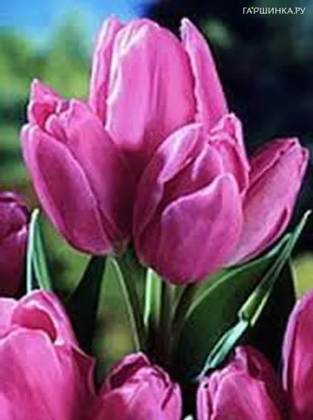 Тюльпан Пепл Букет многоцветковый 5шт.